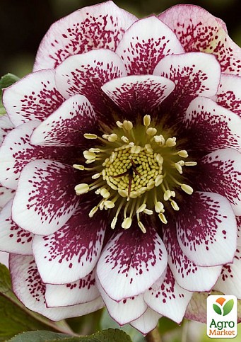 Морозник махровый (Helleborus) "Double Ellen Spotted White"