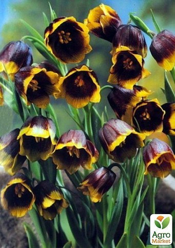 Фритиллярия "Uva Vulpis" (размер 5/6 , средний) 5шт в упаковке