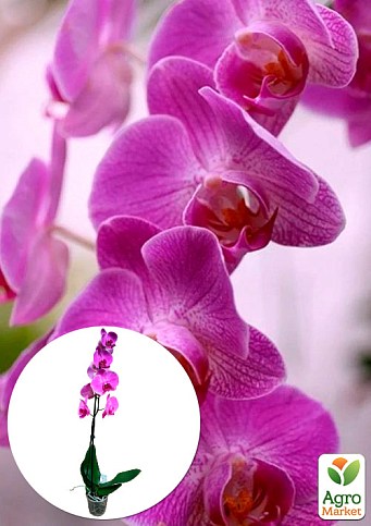 Орхидея (Phalaenopsis) "Lilac"