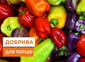 Добрива для перців, чим удобрити перець, рекомендації від Agro-Market