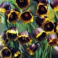 Фритиллярия "Uva Vulpis" (размер 5/6 , средний) 5шт в упаковке
