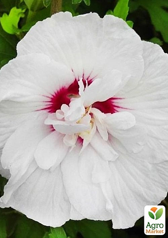 Гибискус сирийский "China Chiffon" С2, высота 20-40 см - фото 2