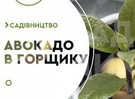 Як прищипувати авокадо - корисні статті про садівництво від Agro-Market