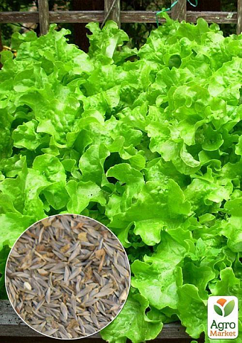 На вагу Салат "Латук" ТМ "Весна" ціна за 8г