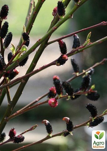 Верба тонкостолбікова чорна "Меланостахіс" (Salix gracilistyla "Melanostachys") - фото 4