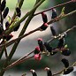 Верба тонкостолбікова чорна "Меланостахіс" (Salix gracilistyla "Melanostachys")