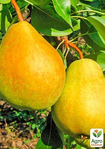 Груша "Дюшес літній" (літній сорт, ранній термін дозрівання)