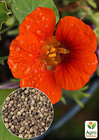 На развес Настурция "Драгоценность смесь" ТМ "Весна" цена за 3г