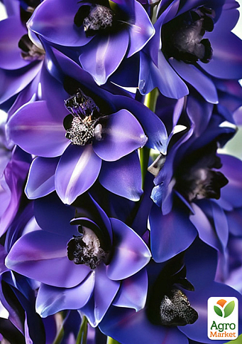 Дельфиниум гигантский "Black Knight" (тихоокеанский)