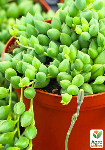 Крестовник "Геррейна" (Senecio "Herreianus")