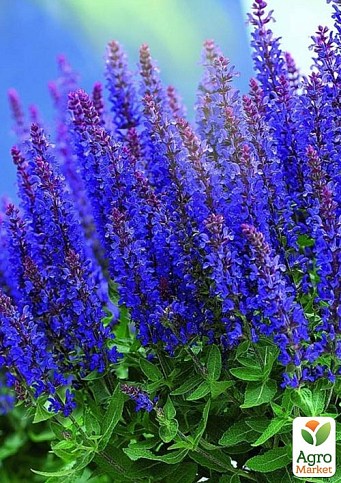 Шавлія Дубравна "Blue Bouquetta" 