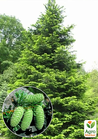 Пихта Великая (Abies grandis) горшок P9