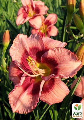 Лілійник "Dan Mahony" 1шт в упаковці - фото 4