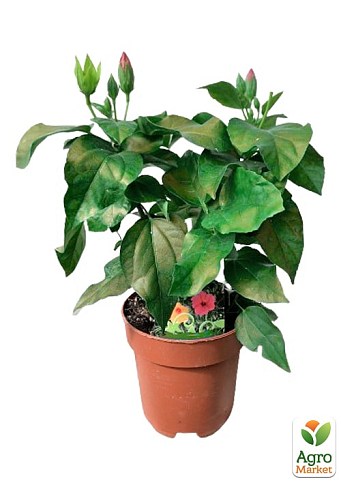 Гібіскус кімнатний "Volcano" - фото 2