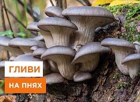 Як виростити гливи на пнях - корисні статті про садівництво від Agro-Market