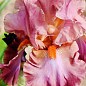 Ирис бородатый крупноцветковый "Sambuka Rosa"  1шт в упаковке