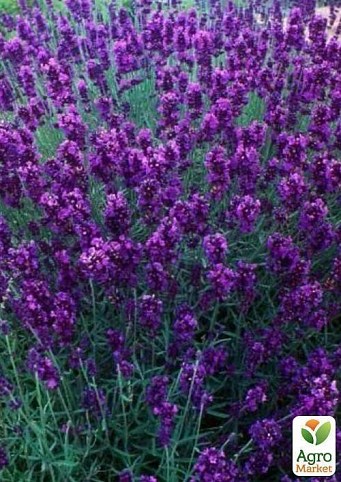Лаванда узколистная "angustifolia" контейнер 1л