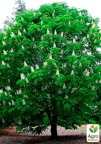 Каштан зелений "Кінський" (найпопулярніший різновид) висота 20-50см - фото 2