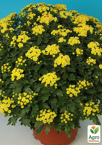 Хризантема «Pacific yellow» (Нідерланди)