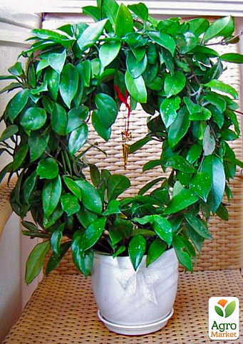 Хойя мясистая (плющ восковый) - фото 2