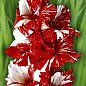 Гладиолус "Zizanie" 