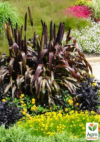 Пеннисетум сизый "Purple Baron" (Pennisetum glaucum Purple Baron)