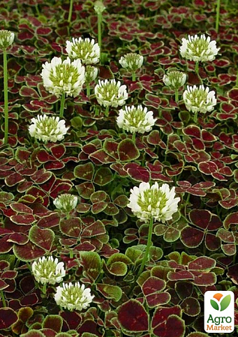 Конюшина декоративна «Atropurpurea» (сланкий барвистий килим)