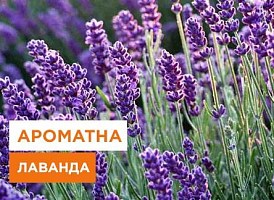 Лаванда: посадка та догляд - корисні статті про садівництво від Agro-Market