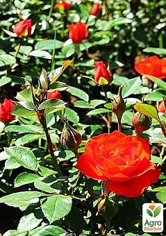 Роза миниатюрная "Оранж корона" (саженец класса АА+) высший сорт1