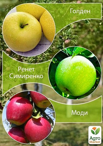 Дерево-сад Яблоня "Голден+Ренет Симиренко+Моди" 