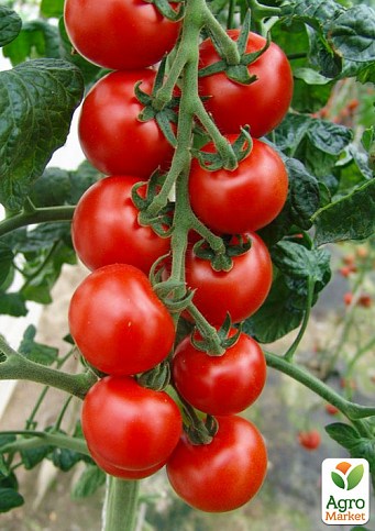 Томат индетерминантный "Блейз F1" ТМ "Lark Seeds" 1000шт