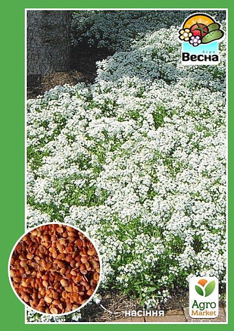 Алиссум "Снежный ковер" ТМ "Весна" 0.1г