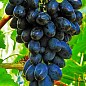 Виноград "Молдова" (поздний срок созревания, хорошо хранится до 180 дней и транспортируется)