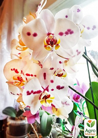 Орхидея Мини (Phalaenopsis) "Leo"