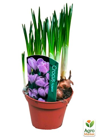 Крокус крупноцветковый "Pickwick" укорененный - фото 2