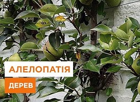Алелопатія дерев - корисні статті про садівництво від Agro-Market
