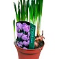 Крокус крупноцветковый "Pickwick" укорененный купить