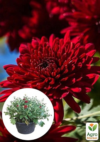 Хризантема Садова "Avalon Red" (висота 30-50см)