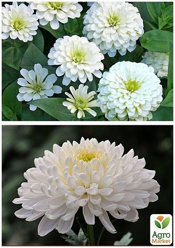 На развес Циния "Белая помпонная" ТМ "Весна" цена за 4г - фото 4