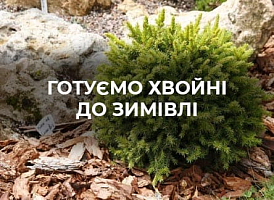 Як допомогти хвойним рослинам пережити зиму: догляд і захист | Agro-market 