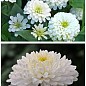 На развес Циния "Белая помпонная" ТМ "Весна" цена за 4г