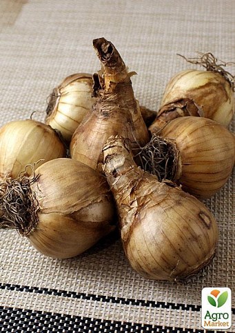 Нарцисс "Pipit" 2шт в упаковке - фото 2