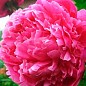 Півонія трав'яниста "Pink" 1шт в упаковці