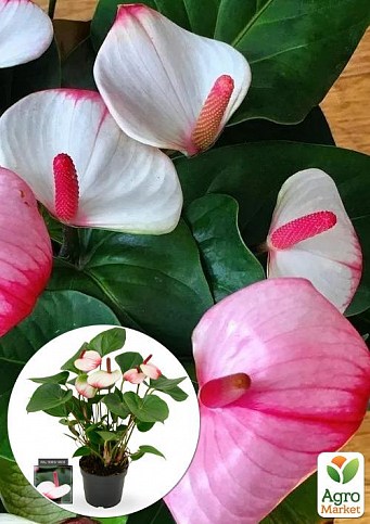 Антуриум (Anthurium) "Pr Am Elegans"