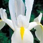 Ірис голландський "White Excelsior" (розмір 7/8, великий) 5шт в упаковці