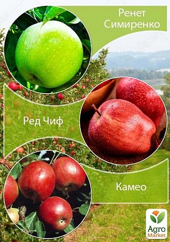 Дерево-сад Яблоня "Ренет Симиренко+Ред Чиф+Камео" 