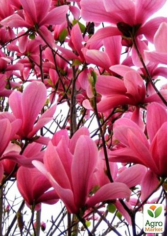 Магнолия 3-х летняя гибридная "Galaxy" (высота 40-50см) - фото 3