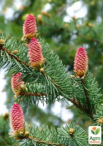 Пихта Вича (Abies Veitchii) горшок P9