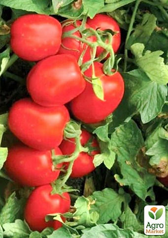 Томат детерминантный "1015 F1" ТМ "Lark Seeds" 500шт