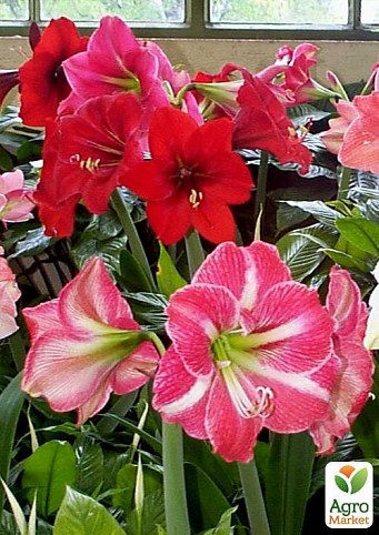 Гіппеаструм мікс "Hippeastrum mixed 3 srt." дм 14 см вис. 20 см